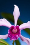Orchid-002