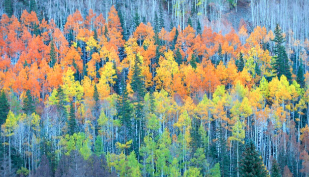 Driving Tours to Catch Fall Colors – BoulderCounty365